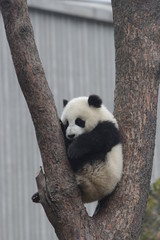 Little Baby Panda Cub and A Tree, China