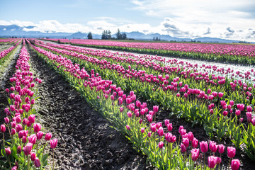 Tulip Field