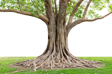 Trunk and big tree roots spreading out beautiful in the tropics. The concept of care and...