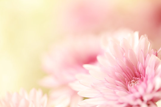 Beautiful soft pink flowers with a blurred yellow background with plenty of room for text.