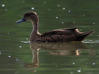 Sunda Teal, the duck is swimming