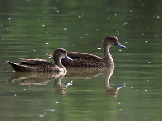 Sunda Teal, two ducks swimming