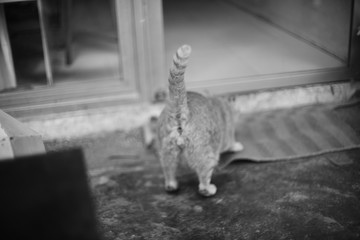 cat