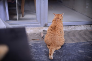 cat on roof