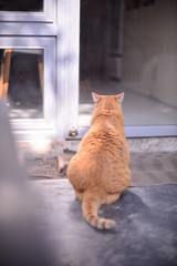 cat on roof