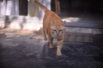 cat sitting on fence