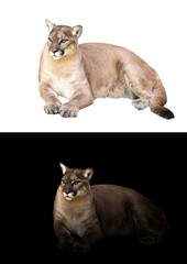 puma or cougar in dark and white background