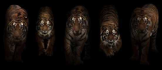 Zelfklevend Fotobehang tijger (Panthera tigris) op donkere achtergrond © anankkml
