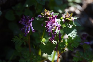 Fumewort (Corydalis incisa) flowers