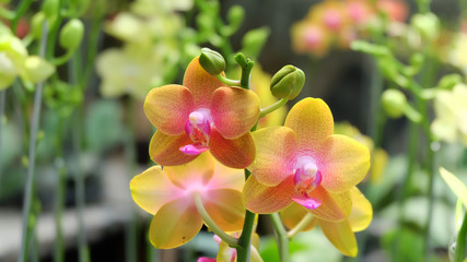 Fototapeta na wymiar yellow orchid in garden