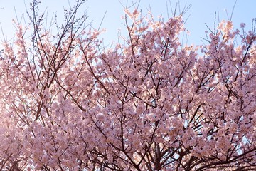風景　さくら　満開　杤木