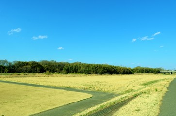 風景　空　雲　思川　河川敷　杤木