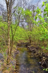 Views of Nature and Pathways along the Shelby Bottoms Greenway and Natural Area Cumberland River frontage trails, bottomland hardwood forests, open fields, wetlands, and streams, Nashville, Tennessee.