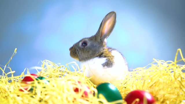 Easter bunny rabbit on the white blue background. Easter holiday concept. Cute rabbit in hay near dyed eggs.  Adorable baby rabbit.  Spring and Easter decoration. Cute fluffy rabbit and painted eggs.