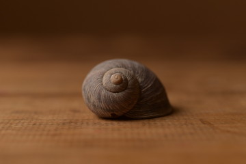 shell