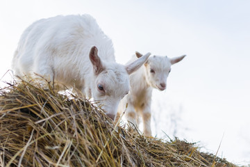 A pretty little white goat standing on a haystack