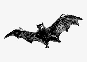 Flying bat vintage drawing - obrazy, fototapety, plakaty