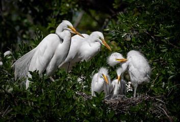 Great Egret 