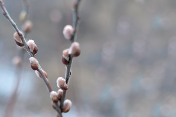 In spring the Willow blossomed in its natural environment . Fluffy buds and you with raindrops on the branches in the afternoon in cloudy weather. palm Sunday © vitka888