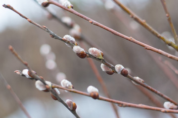 In spring the Willow blossomed in its natural environment . Fluffy buds and you with raindrops on the branches in the afternoon in cloudy weather. palm Sunday