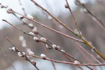 In spring the Willow blossomed in its natural environment . Fluffy buds and you with raindrops on the branches in the afternoon in cloudy weather. palm Sunday
