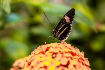 A close portrait of Erato Heliconian butterfly