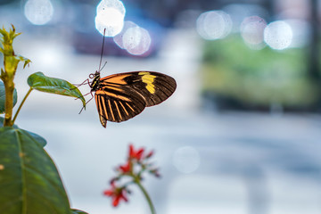 Fototapeta na wymiar A close portrait of Malay Lacewing butterfly
