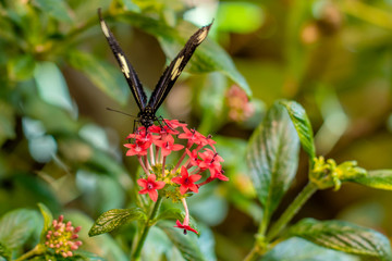 A close portrait of Doris Longwing butterfly