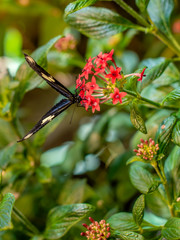 A close portrait of Doris Longwing butterfly