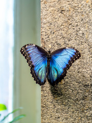 A close portrait of Blue Morpho butterfly