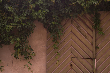 Wooden fence wall with greenery background