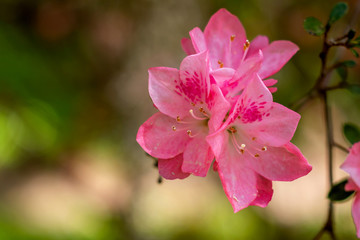 Macro images of phlox paniculata