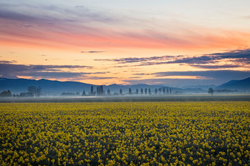 sunrise over the daffodils in washington state, skagit valley near the cascade mountains