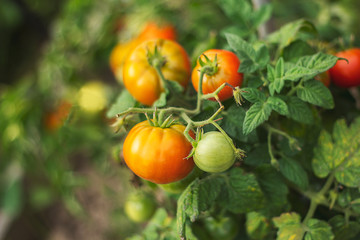 Red and green tomatoes in the garden. Natural and organic vegetables. Farming, autumn harvest concept. Soft focus.