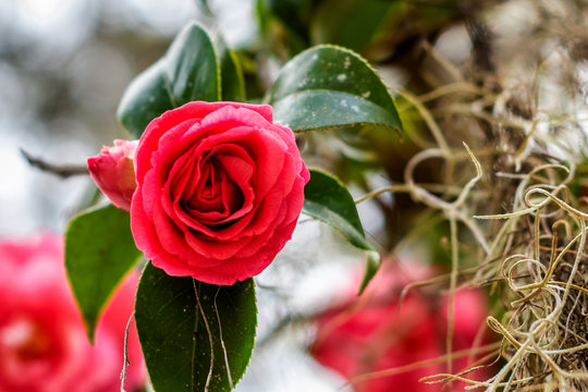Macro images of rose flowers