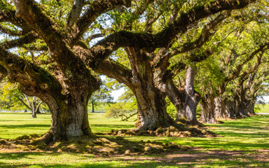 The landscape of southern platation