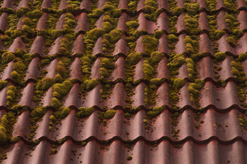 Red tile roof texture background. roof overgrown with moss