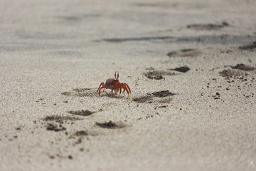 crab on the sand