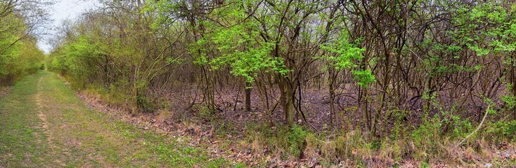 Views of Nature and Pathways along the Shelby Bottoms Greenway and Natural Area Cumberland River frontage trails, bottomland hardwood forests, open fields, wetlands, and streams, Nashville, Tennessee.