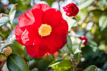 Bright red camellia