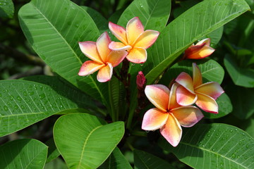 beautiful frangipani perfume flower with water rain drop on petal in rainy morning day