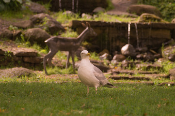 Obraz na płótnie Canvas Seagull bird walking on green grass background
