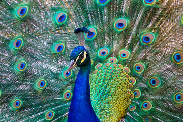 Obraz premium Peacock beautiful bird tail feathers spread in a fan / Victoria BC, Canada