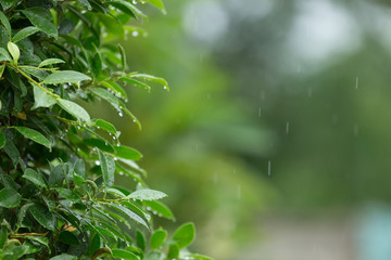 rain drop falling on green leaf tree natural background