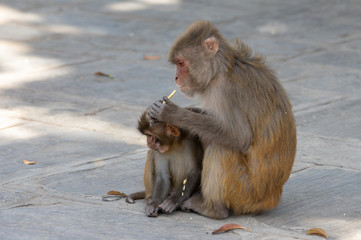 Macaque or Macaca Eating Biscuits