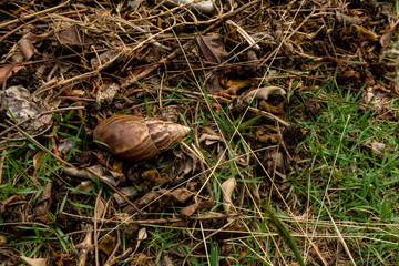 Achatina fulica, the African Giant Snail, shell on the ground of a garden 