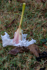Dolichandrone serrulata flower on the ground close-up