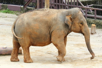 Naklejka premium African elephant at the zoo