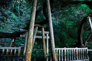 Torii, old tree, pond, Kashima-jingu, japan