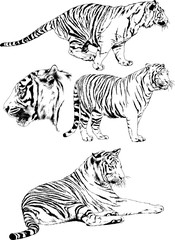 set of vector drawings on the theme of predators tigers are drawn by hand with ink tattoo logos	